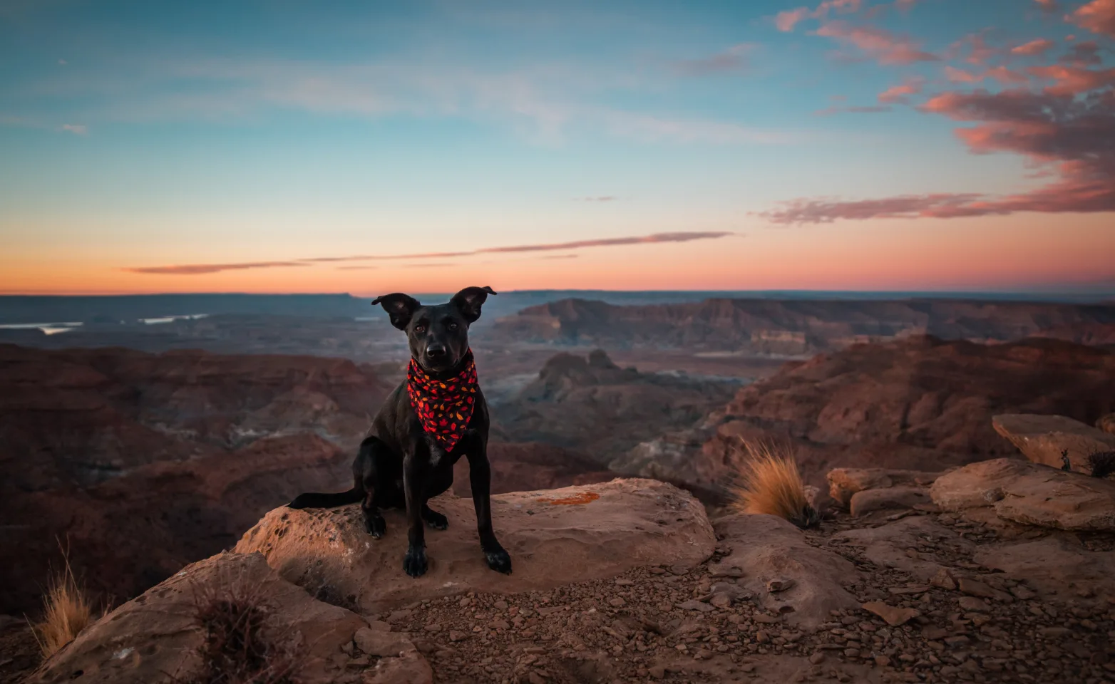 Dog wearing a red bandanna while sitting on a desert rock. 